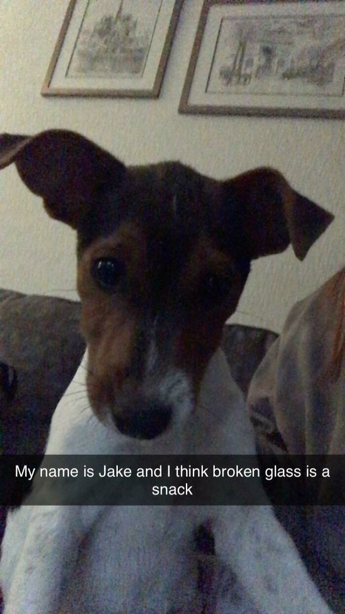 People Are Shaming Their Dogs, And Here Are 43 Of The Worst Good Boys Ever People Are Shaming Their Dogs, And Here Are 43 Of The Worst Good Boys Ever