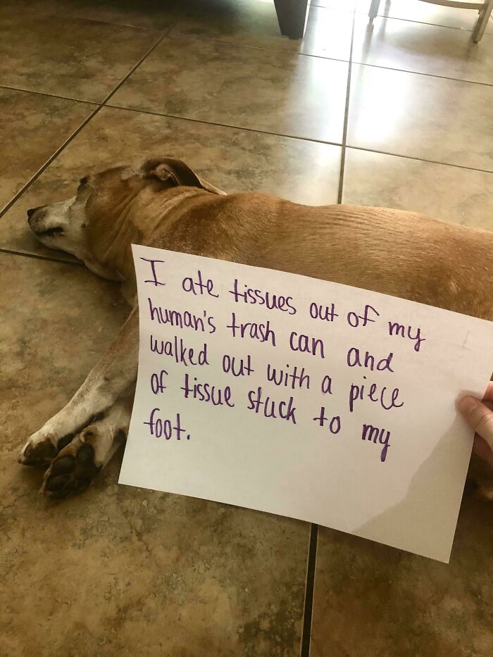 People Are Shaming Their Dogs, And Here Are 43 Of The Worst Good Boys Ever People Are Shaming Their Dogs, And Here Are 43 Of The Worst Good Boys Ever
