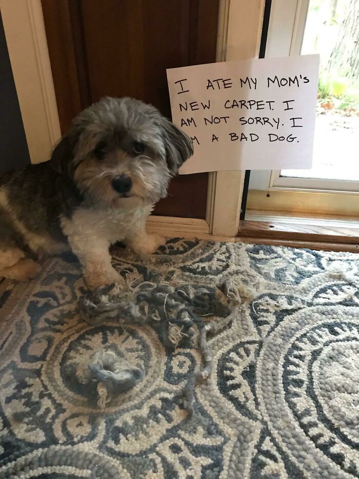 People Are Shaming Their Dogs, And Here Are 43 Of The Worst Good Boys Ever People Are Shaming Their Dogs, And Here Are 43 Of The Worst Good Boys Ever
