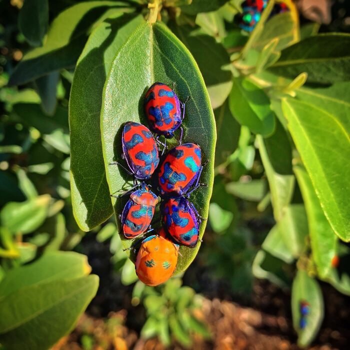 Hey Pandas, Share A Photo Of An Interesting Bug (Closed) Hey Pandas, Share A Photo Of An Interesting Bug (Closed)