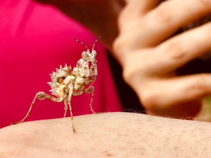 Hey Pandas, Share A Photo Of An Interesting Bug (Closed) Hey Pandas, Share A Photo Of An Interesting Bug (Closed)