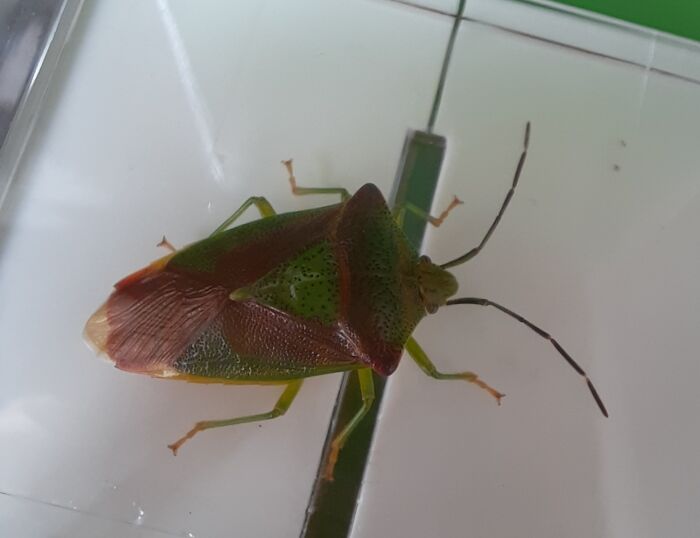 Hey Pandas, Share A Photo Of An Interesting Bug (Closed) Hey Pandas, Share A Photo Of An Interesting Bug (Closed)