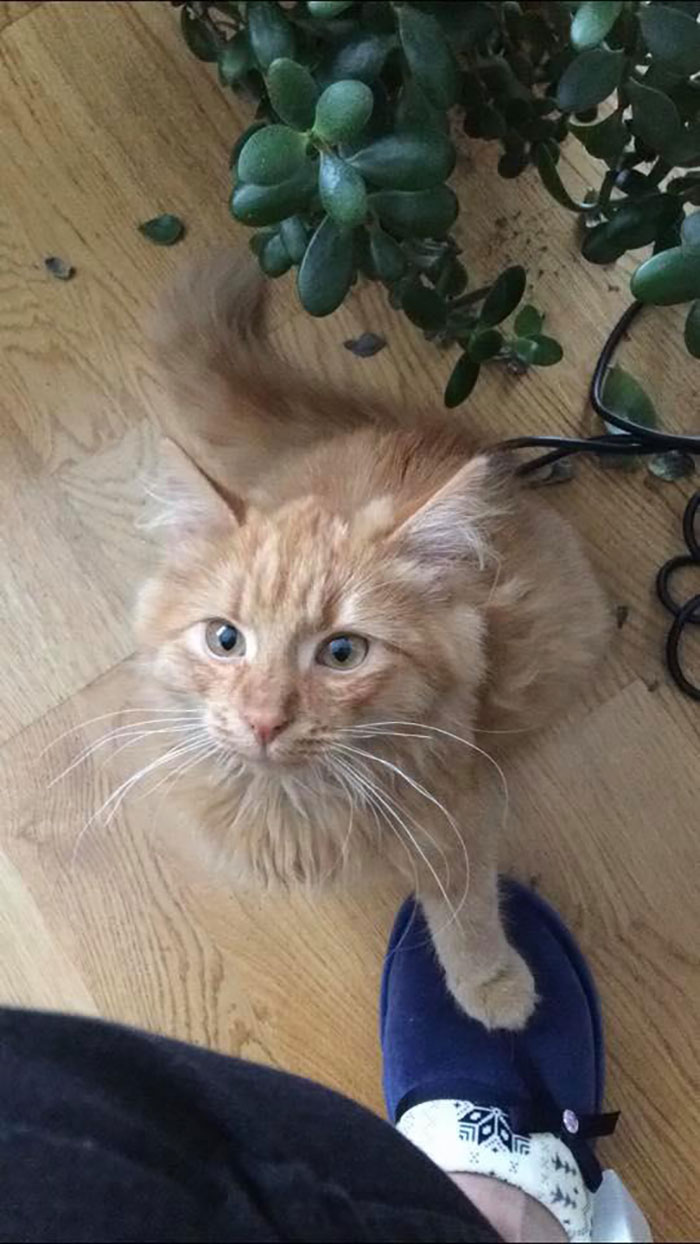 Hey Pandas, Post A Picture Of Your Cat For International Cat Day