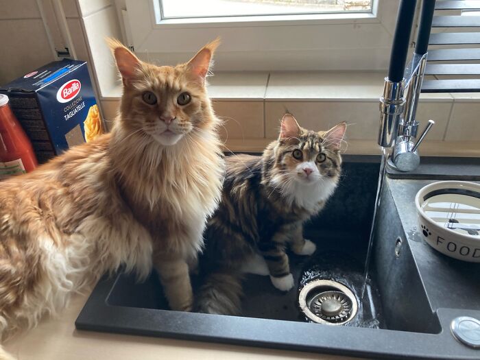 Hey Pandas, Post A Picture Of Your Cat For International Cat Day