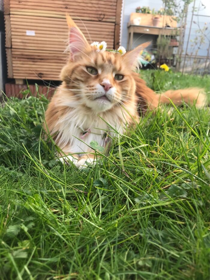 Hey Pandas, Post A Picture Of Your Cat For International Cat Day