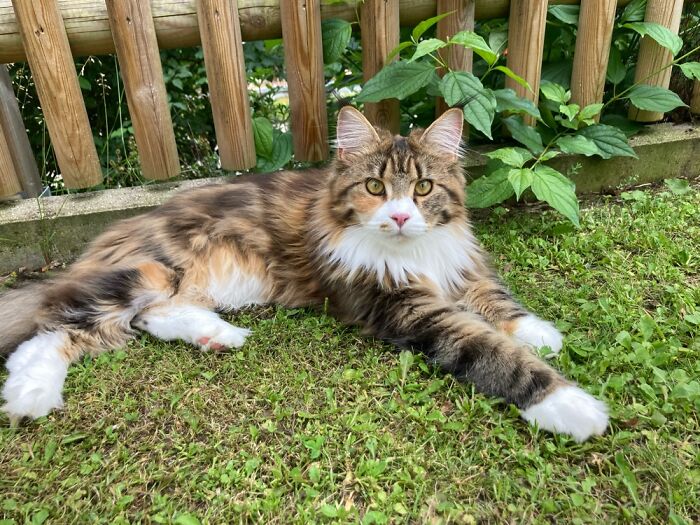 Hey Pandas, Post A Picture Of Your Cat For International Cat Day