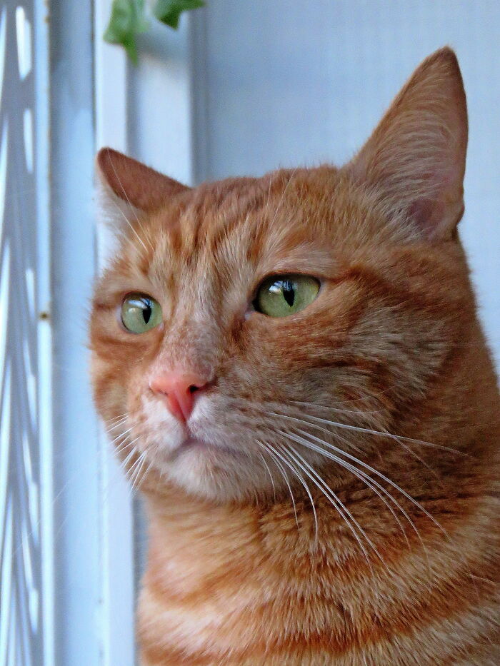 Hey Pandas, Post A Picture Of Your Cat For International Cat Day