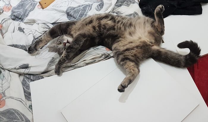 Hey Pandas, Post A Picture Of Your Cat For International Cat Day