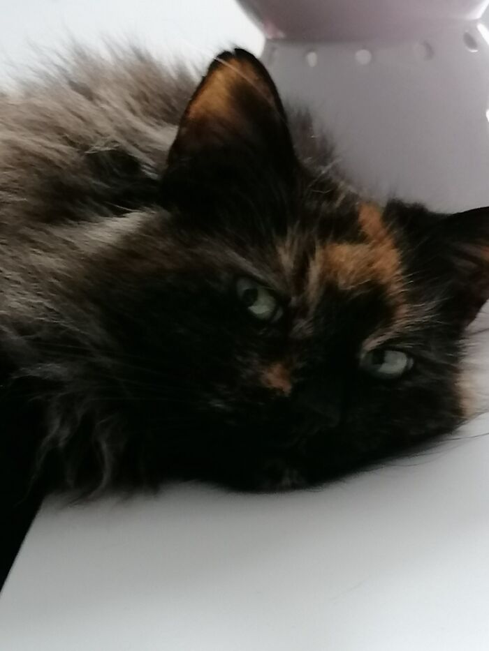 Hey Pandas, Post A Picture Of Your Cat For International Cat Day