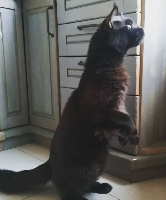 Hey Pandas, Post A Picture Of Your Cat For International Cat Day Hey Pandas, Post A Picture Of Your Cat For International Cat Day