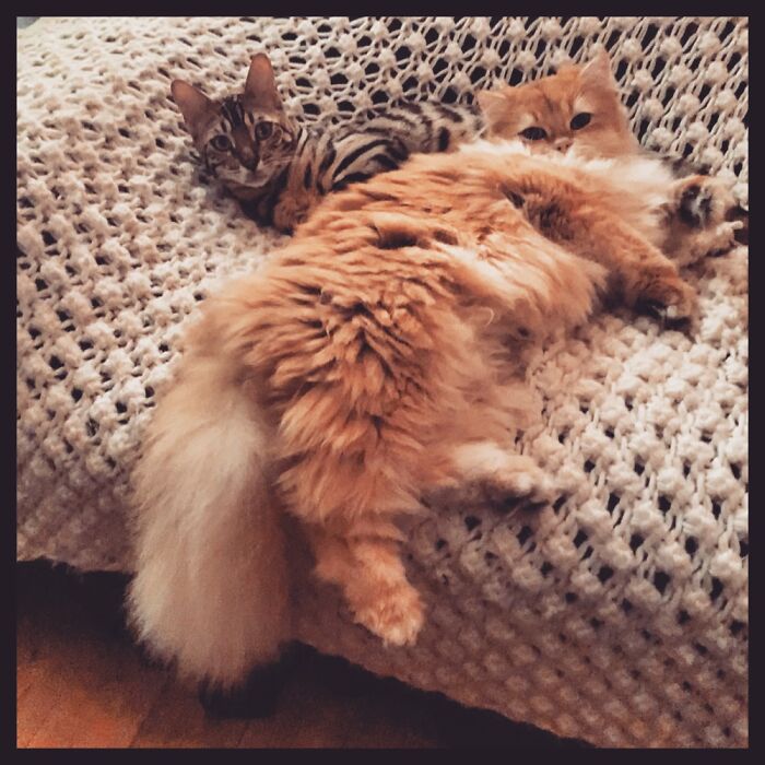 Hey Pandas, Post A Picture Of Your Cat For International Cat Day