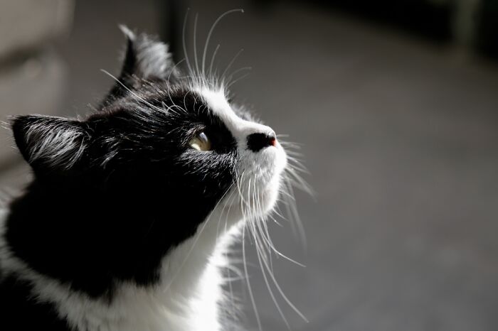 Hey Pandas, Post A Picture Of Your Cat For International Cat Day