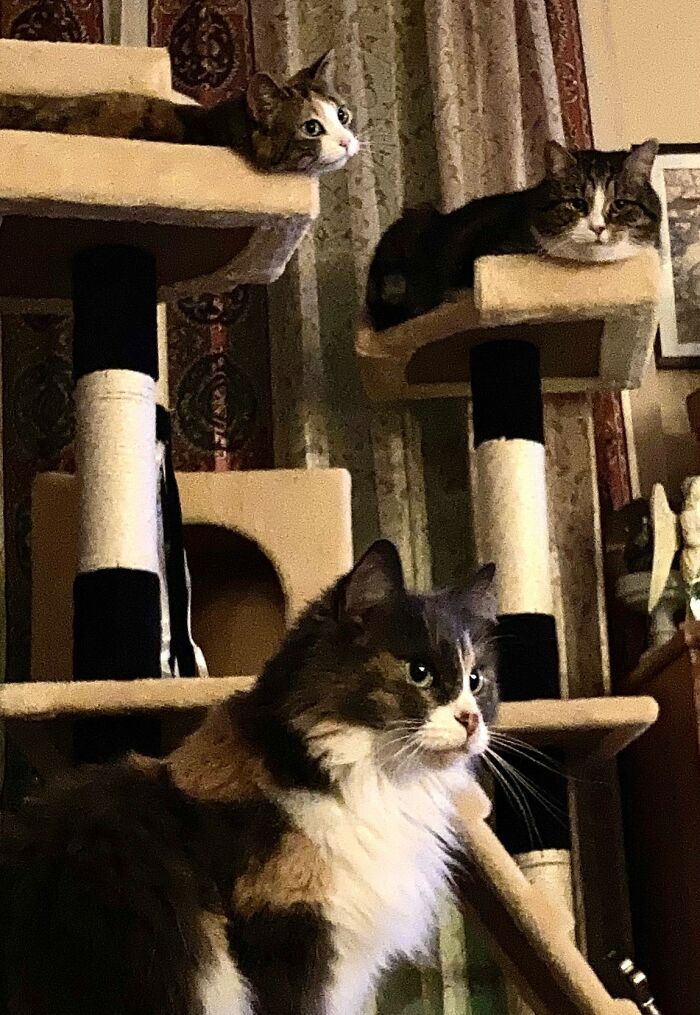 Hey Pandas, Post A Picture Of Your Cat For International Cat Day