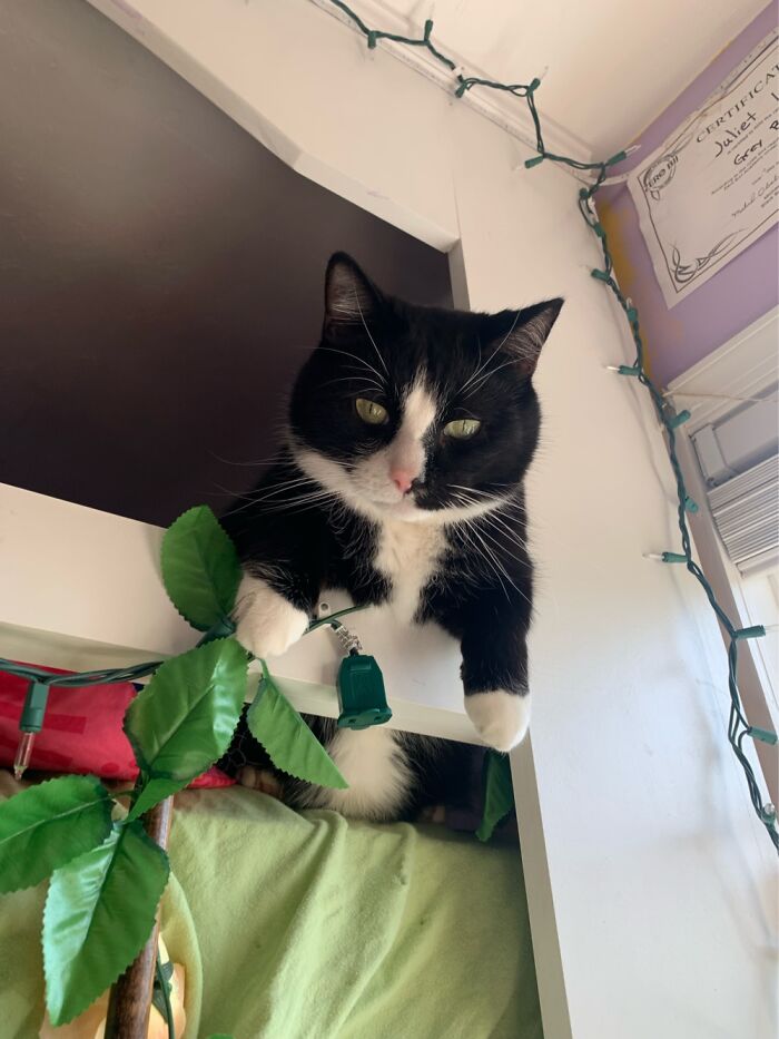 Hey Pandas, Post A Picture Of Your Cat For International Cat Day