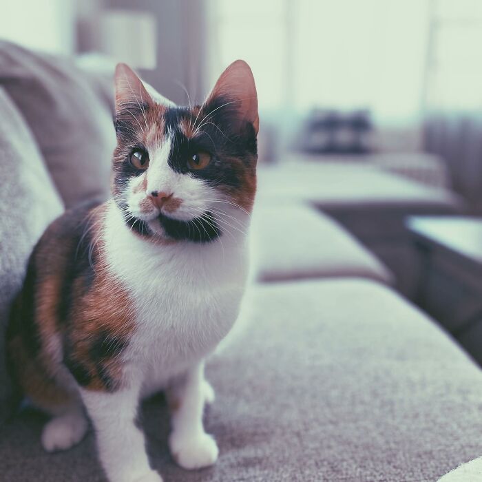 Hey Pandas, Post A Picture Of Your Cat For International Cat Day