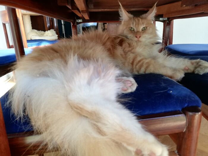 Hey Pandas, Post A Picture Of Your Cat For International Cat Day