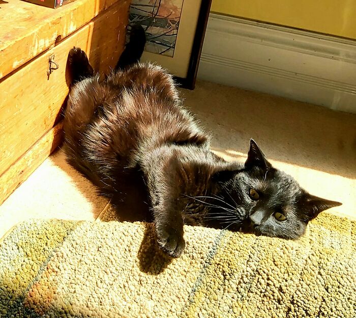 Hey Pandas, Post A Picture Of Your Cat For International Cat Day