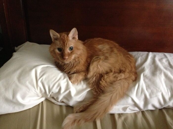 Hey Pandas, Post A Picture Of Your Cat For International Cat Day Hey Pandas, Post A Picture Of Your Cat For International Cat Day