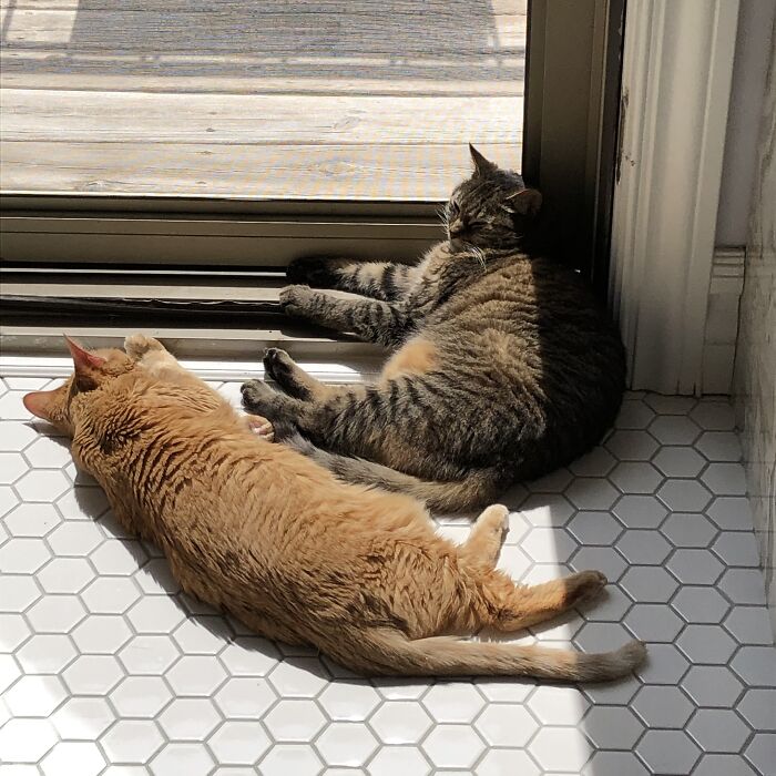 Hey Pandas, Post A Picture Of Your Cat For International Cat Day Hey Pandas, Post A Picture Of Your Cat For International Cat Day