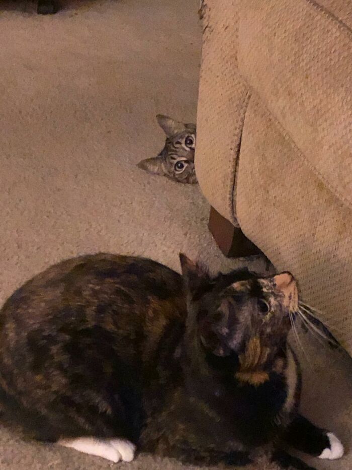 Hey Pandas, Post A Picture Of Your Cat For International Cat Day Hey Pandas, Post A Picture Of Your Cat For International Cat Day