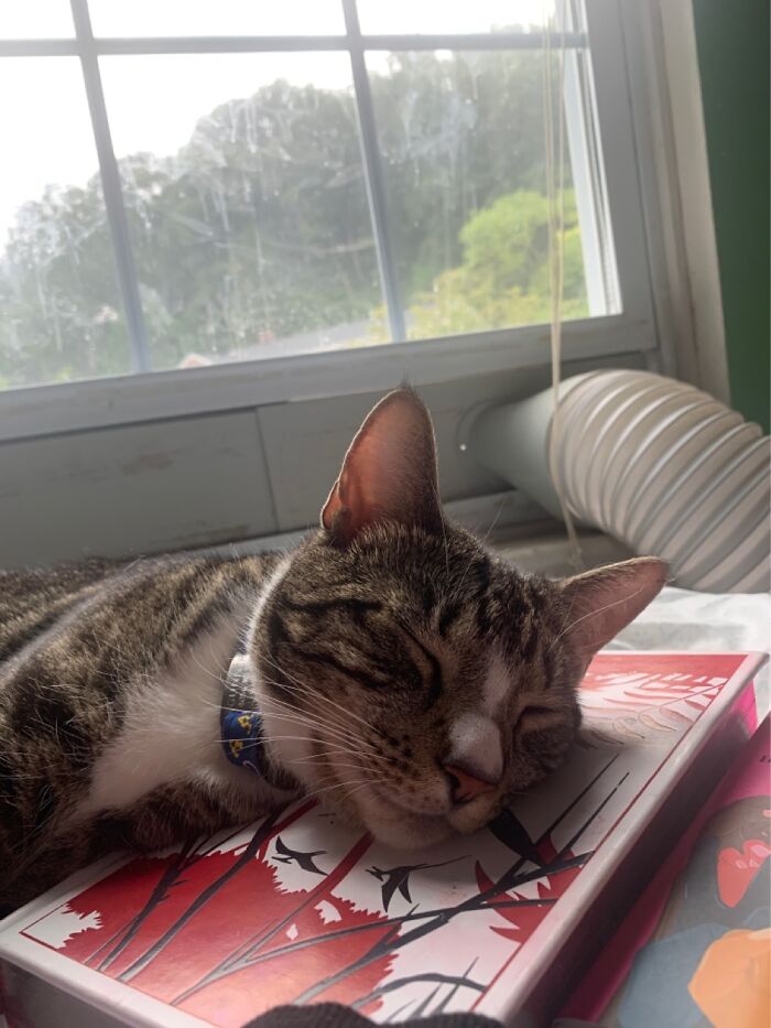 Hey Pandas, Post A Picture Of Your Cat For International Cat Day