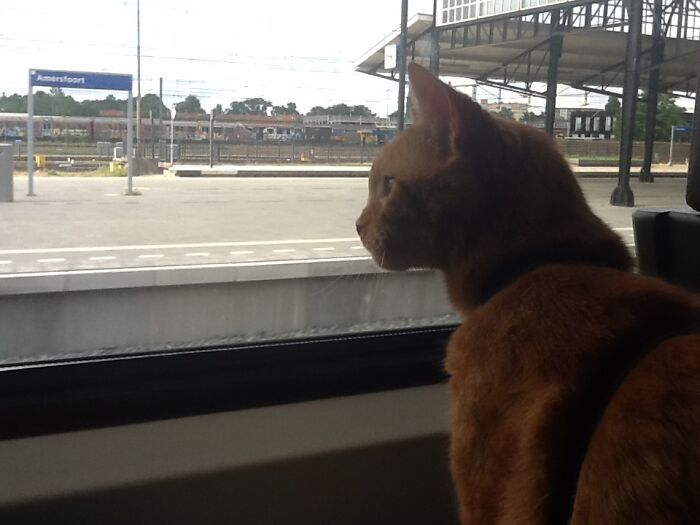 Hey Pandas, Post A Picture Of Your Cat For International Cat Day