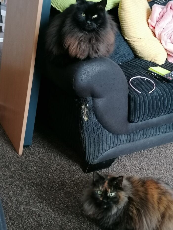 Hey Pandas, Post A Picture Of Your Cat For International Cat Day Hey Pandas, Post A Picture Of Your Cat For International Cat Day