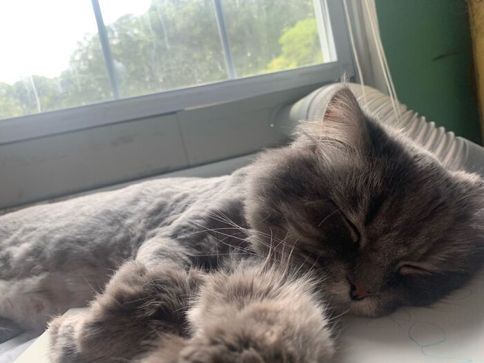 Hey Pandas, Post A Picture Of Your Cat For International Cat Day