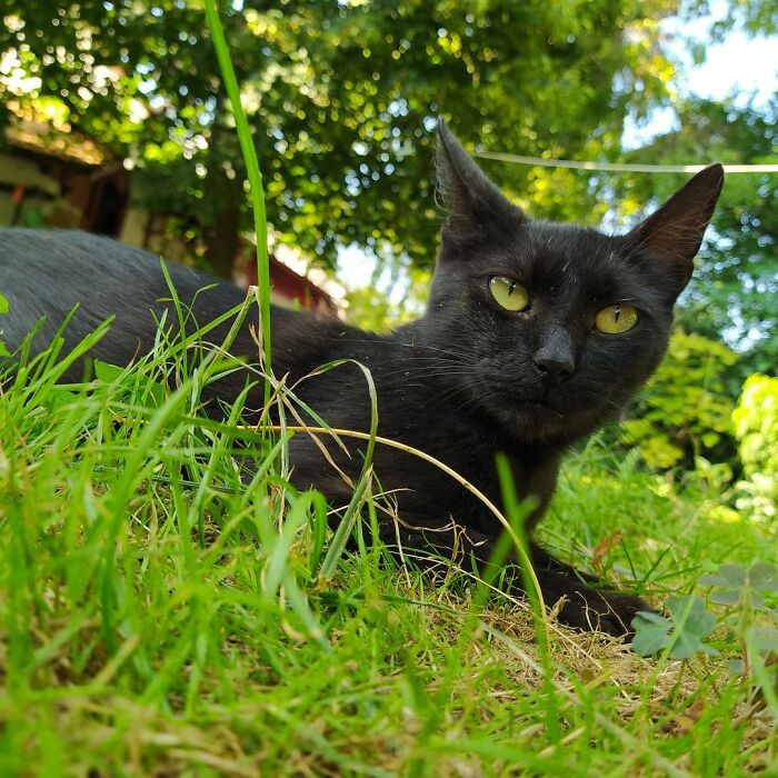 Hey Pandas, Post A Picture Of Your Cat For International Cat Day