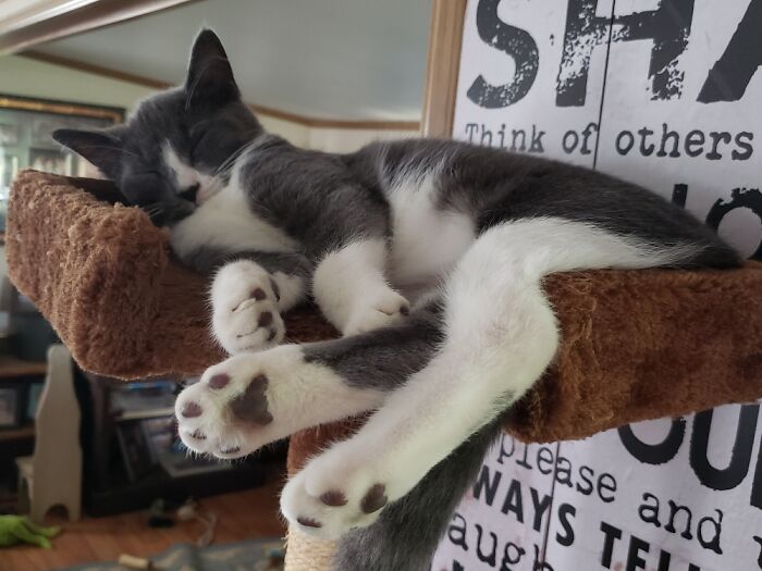 Hey Pandas, Post A Picture Of Your Cat For International Cat Day