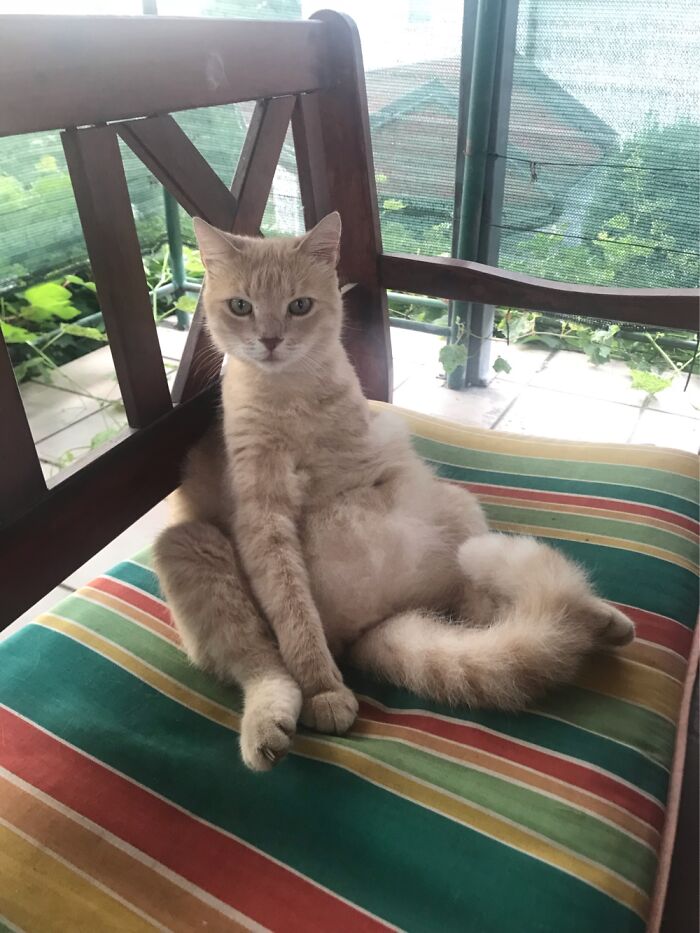 Hey Pandas, Post A Picture Of Your Cat For International Cat Day