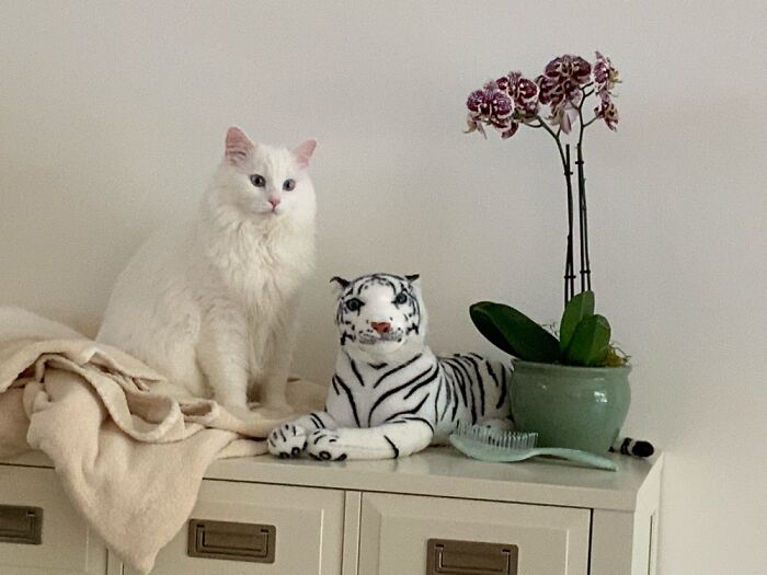 Hey Pandas, Post A Picture Of Your Cat For International Cat Day