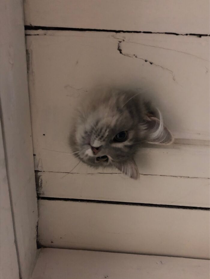 Hey Pandas, Post A Picture Of Your Cat For International Cat Day