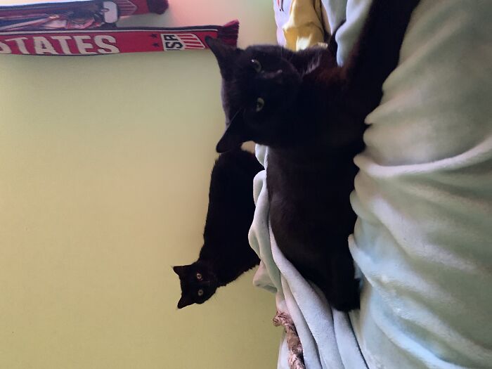 Hey Pandas, Post A Picture Of Your Cat For International Cat Day Hey Pandas, Post A Picture Of Your Cat For International Cat Day