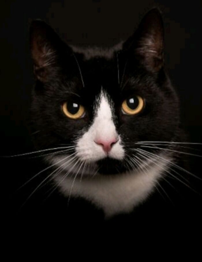 Hey Pandas, Post A Picture Of Your Cat For International Cat Day