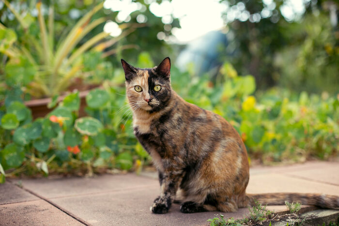 Hey Pandas, Post A Picture Of Your Cat For International Cat Day