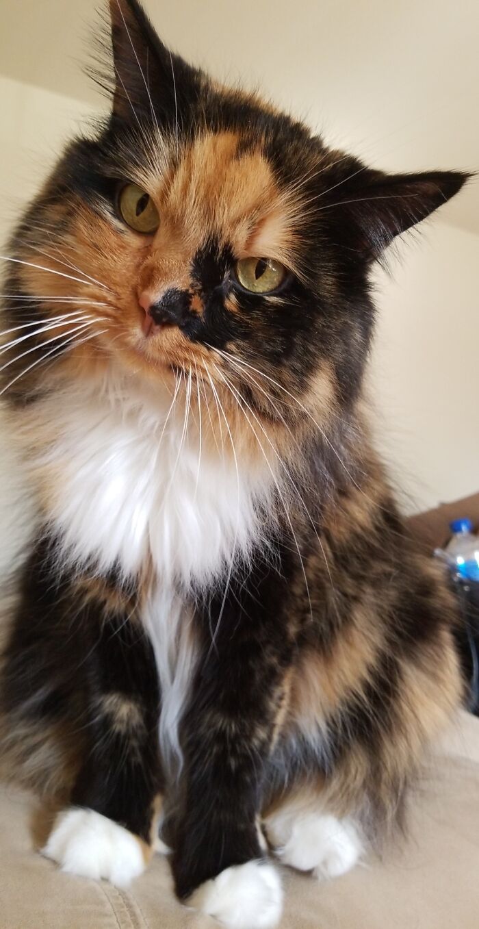 Hey Pandas, Post A Picture Of Your Cat For International Cat Day