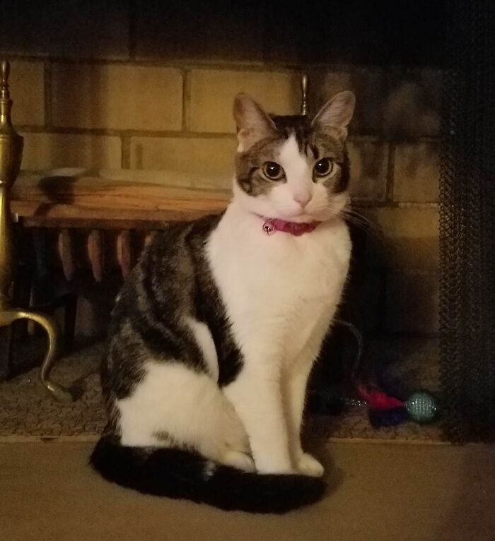 Hey Pandas, Post A Picture Of Your Cat For International Cat Day