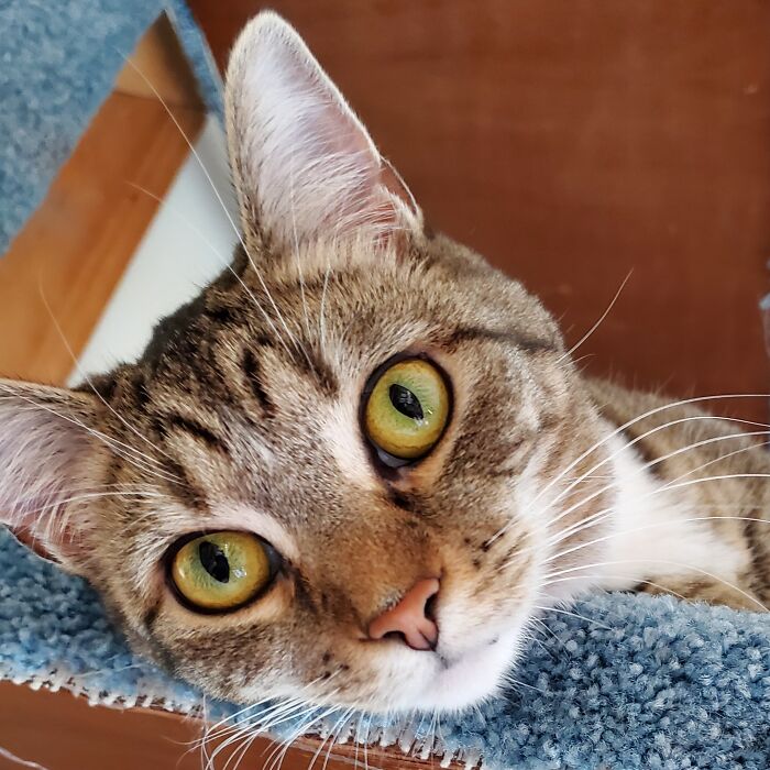 Hey Pandas, Post A Picture Of Your Cat For International Cat Day Hey Pandas, Post A Picture Of Your Cat For International Cat Day