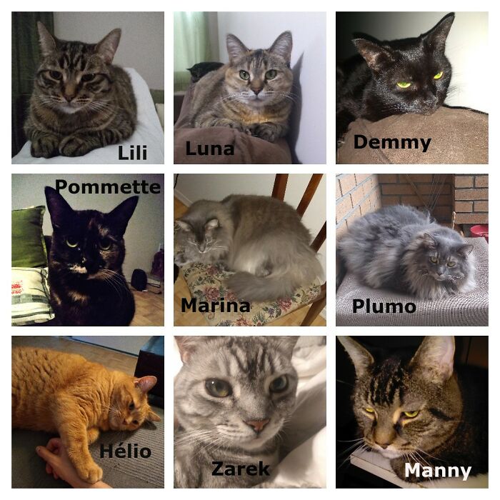 Hey Pandas, Post A Picture Of Your Cat For International Cat Day