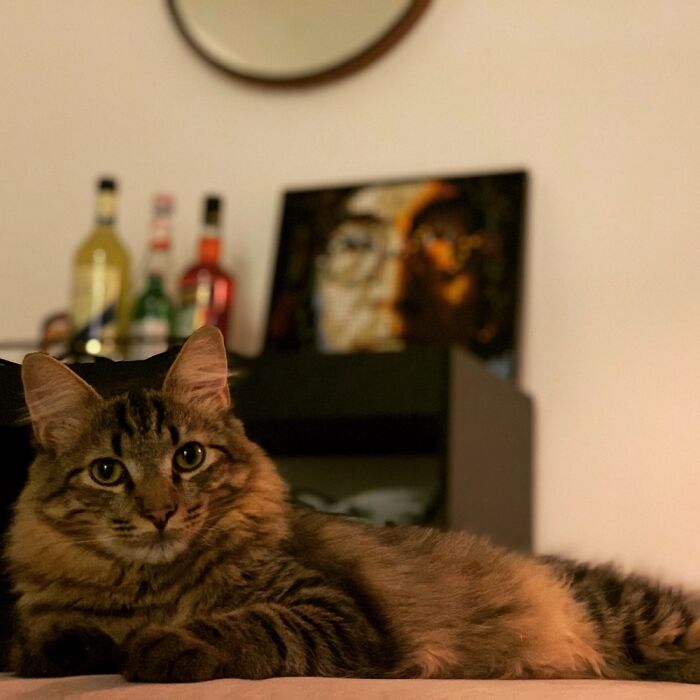 Hey Pandas, Post A Picture Of Your Cat For International Cat Day