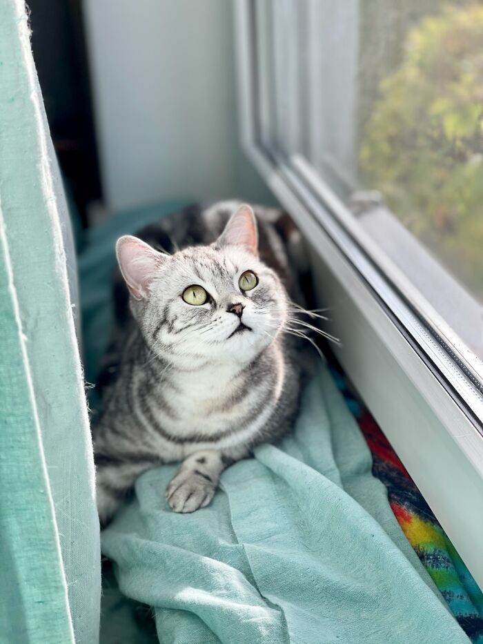 Hey Pandas, Post A Picture Of Your Cat For International Cat Day Hey Pandas, Post A Picture Of Your Cat For International Cat Day