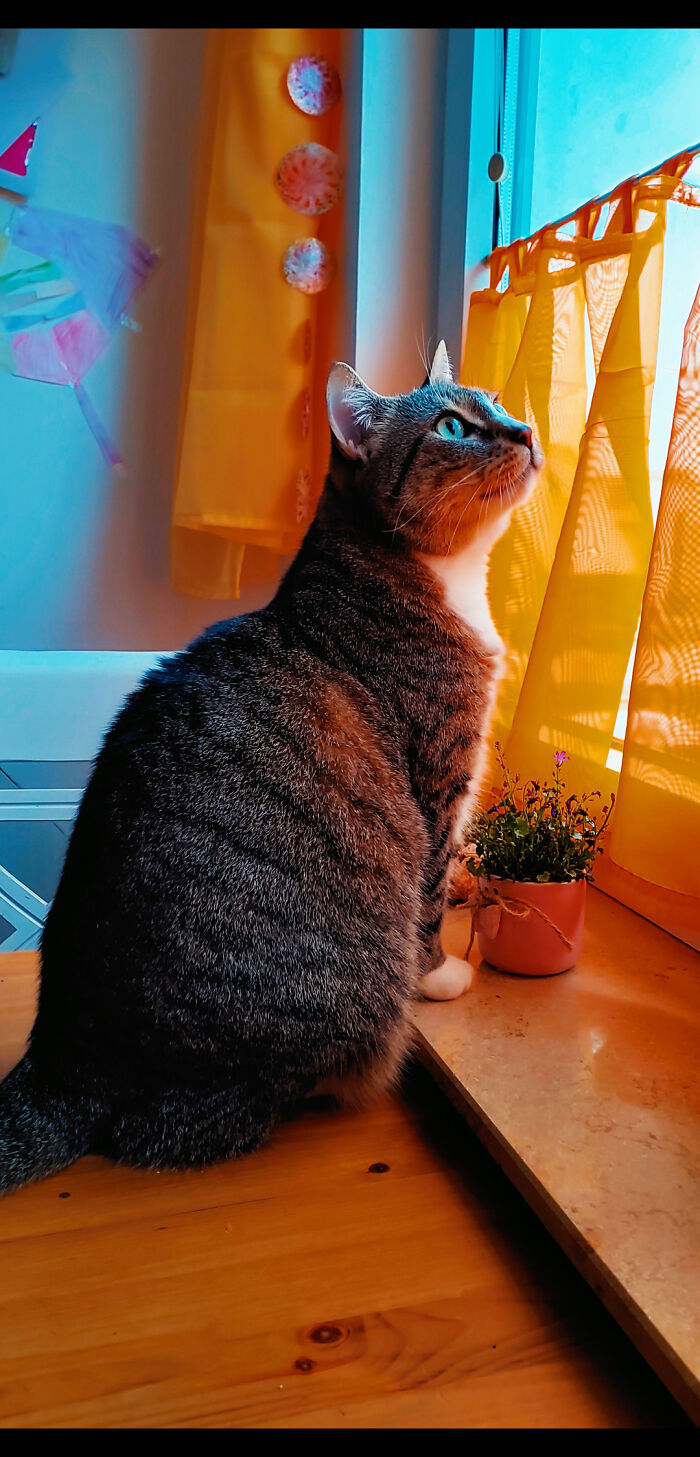 Hey Pandas, Post A Picture Of Your Cat For International Cat Day Hey Pandas, Post A Picture Of Your Cat For International Cat Day