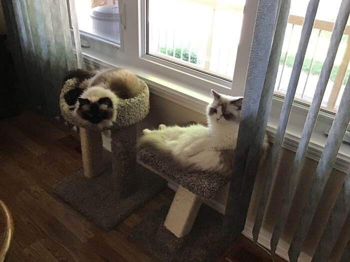 Hey Pandas, Post A Picture Of Your Cat For International Cat Day