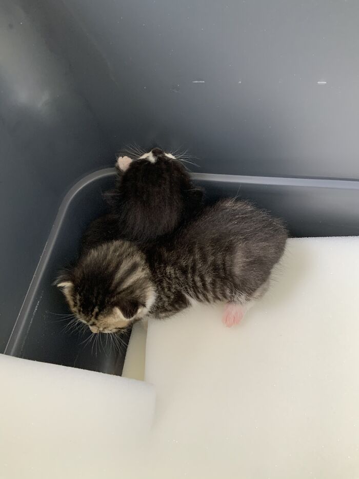 Hey Pandas, Post A Picture Of Your Cat For International Cat Day