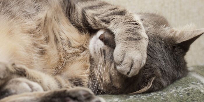 Hey Pandas, Post A Picture Of Your Cat For International Cat Day