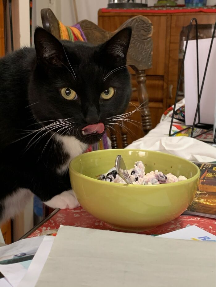 Hey Pandas, Post A Picture Of Your Cat For International Cat Day