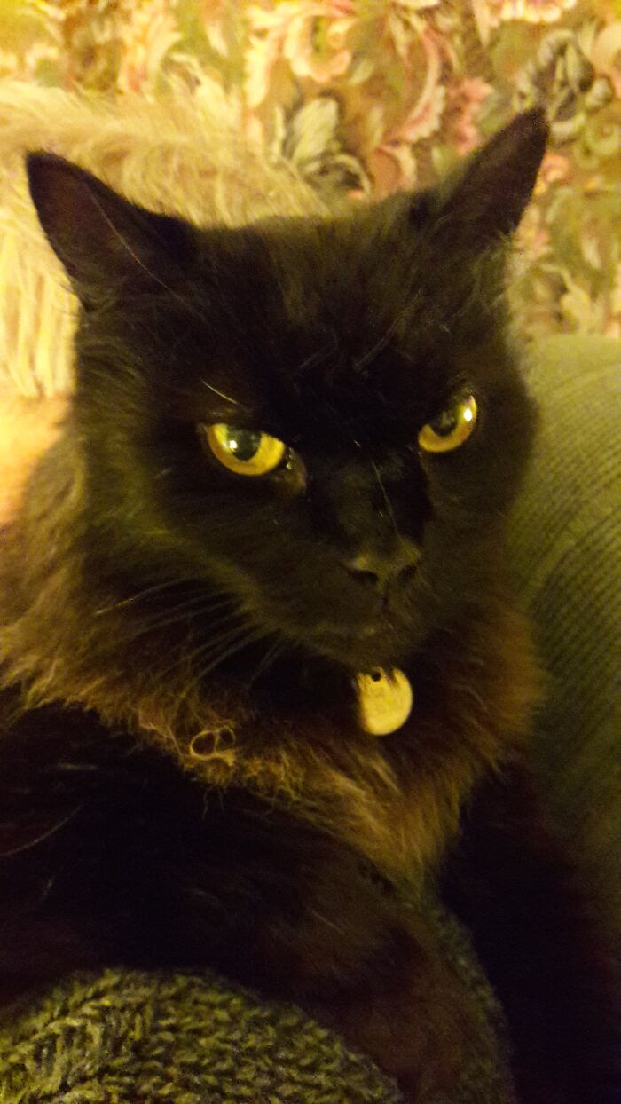 Hey Pandas, Post A Picture Of Your Cat For International Cat Day