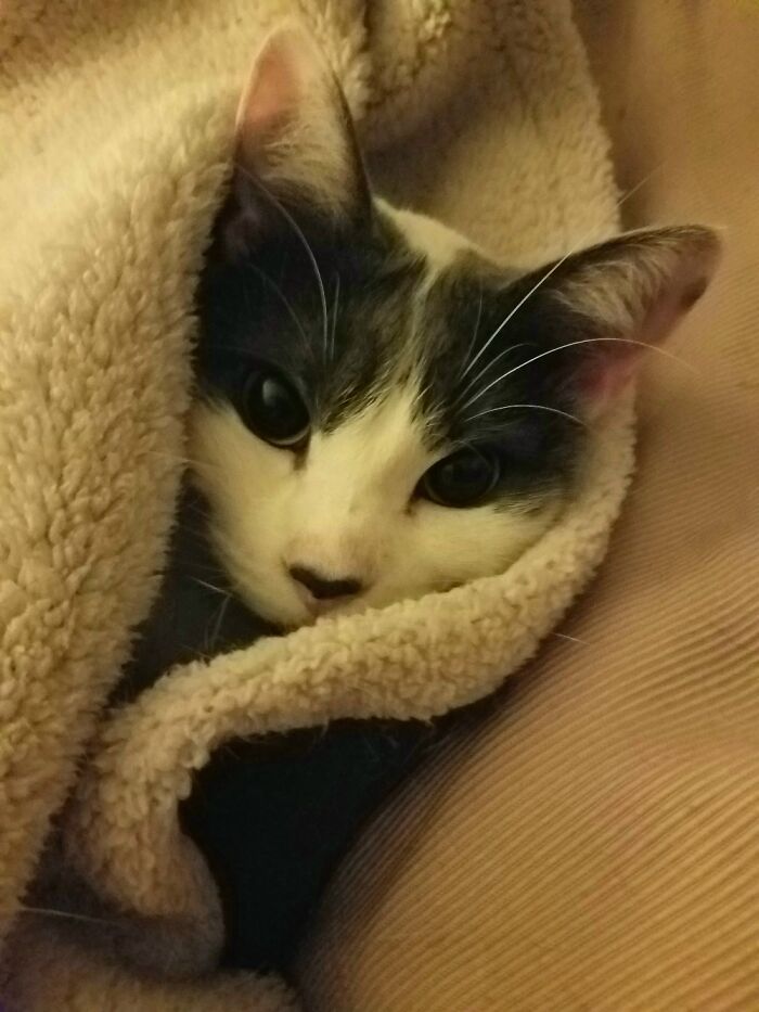 Hey Pandas, Post A Picture Of Your Cat For International Cat Day