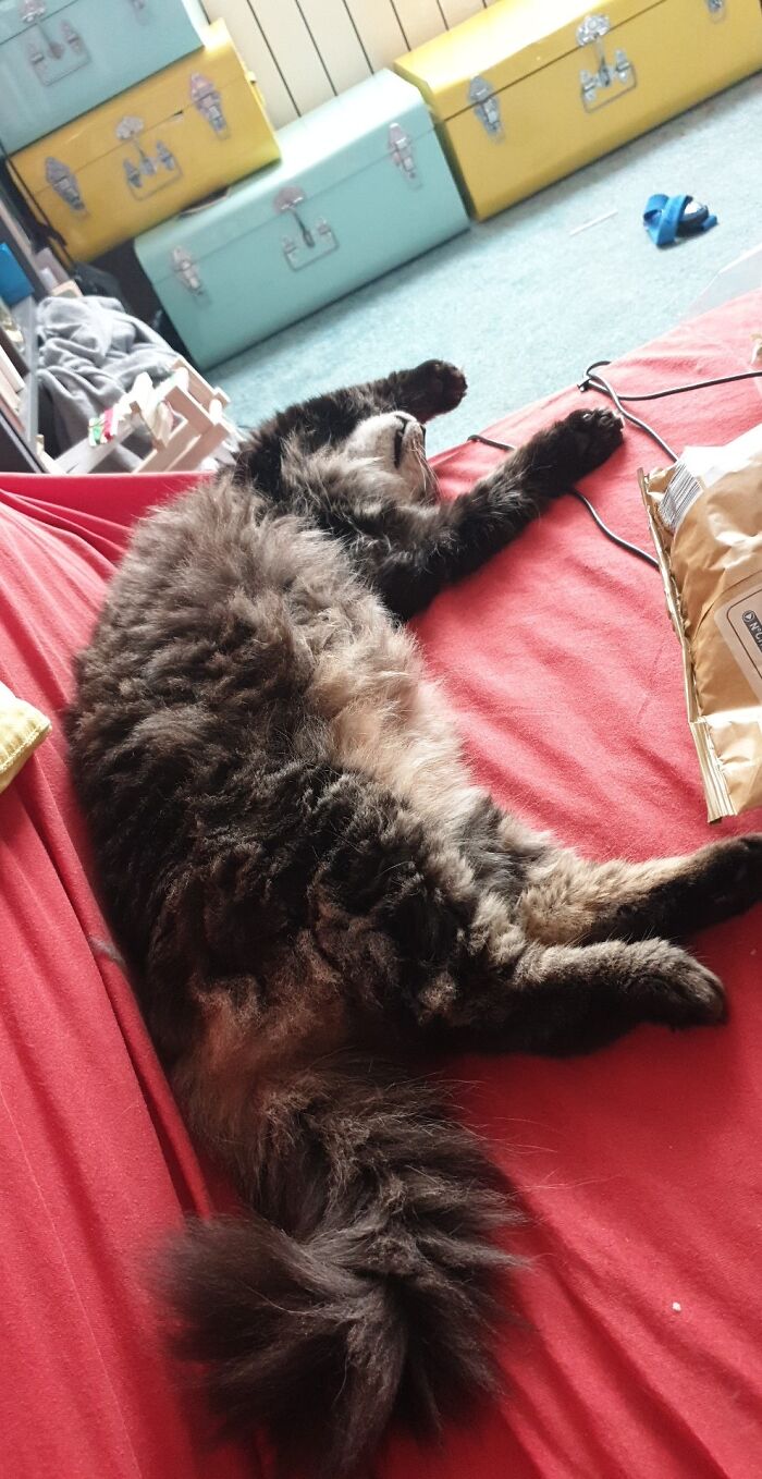 Hey Pandas, Post A Picture Of Your Cat For International Cat Day